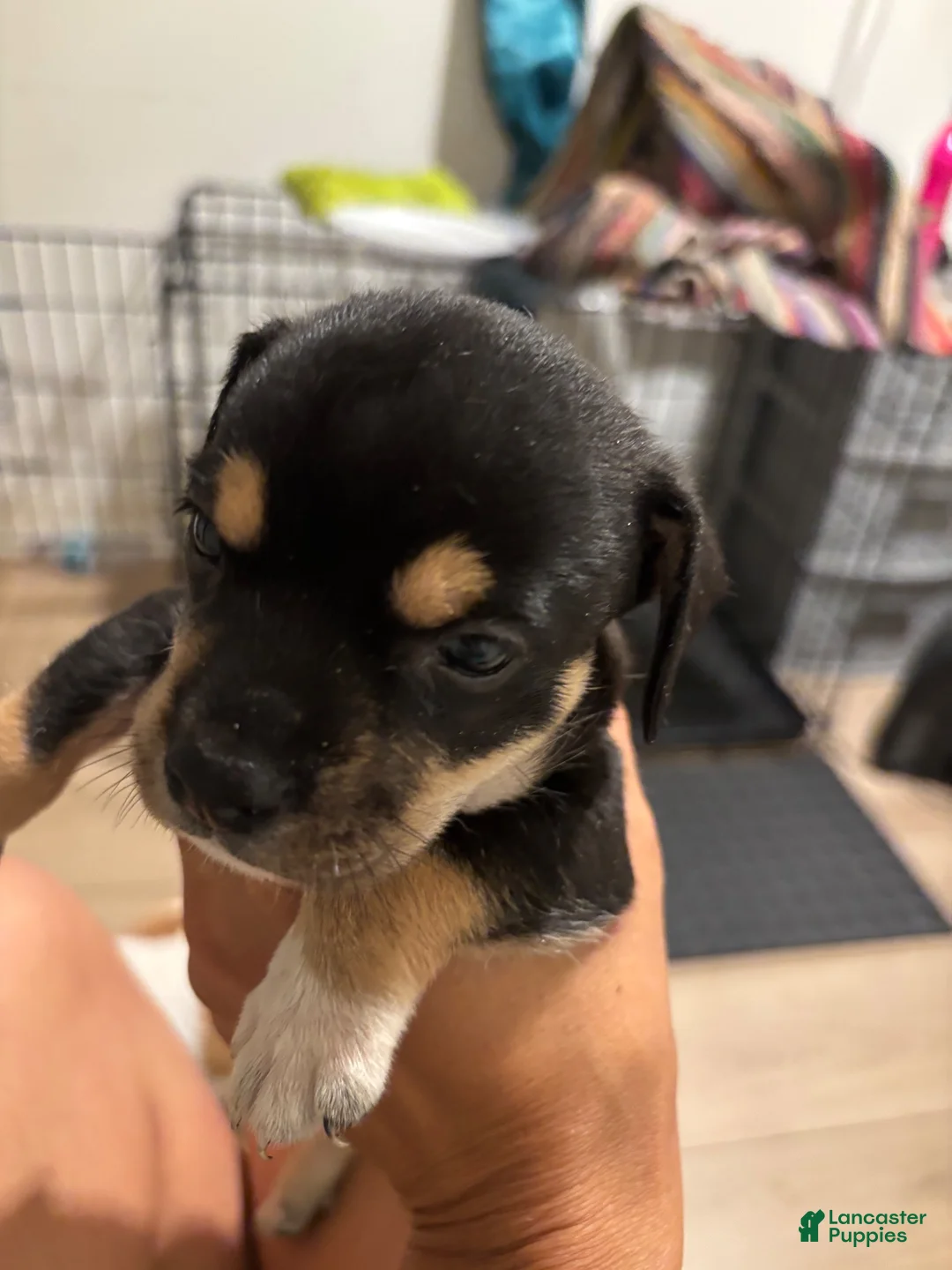 Mixed Breed dogs for sale: Mixed Breed 3 - Ad 1
