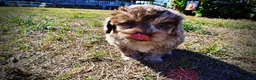 Havapoo dogs for sale: Picasso - Ad 26