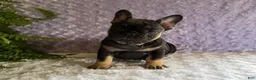 French Bulldog dogs for sale: Cricket - Ad 3
