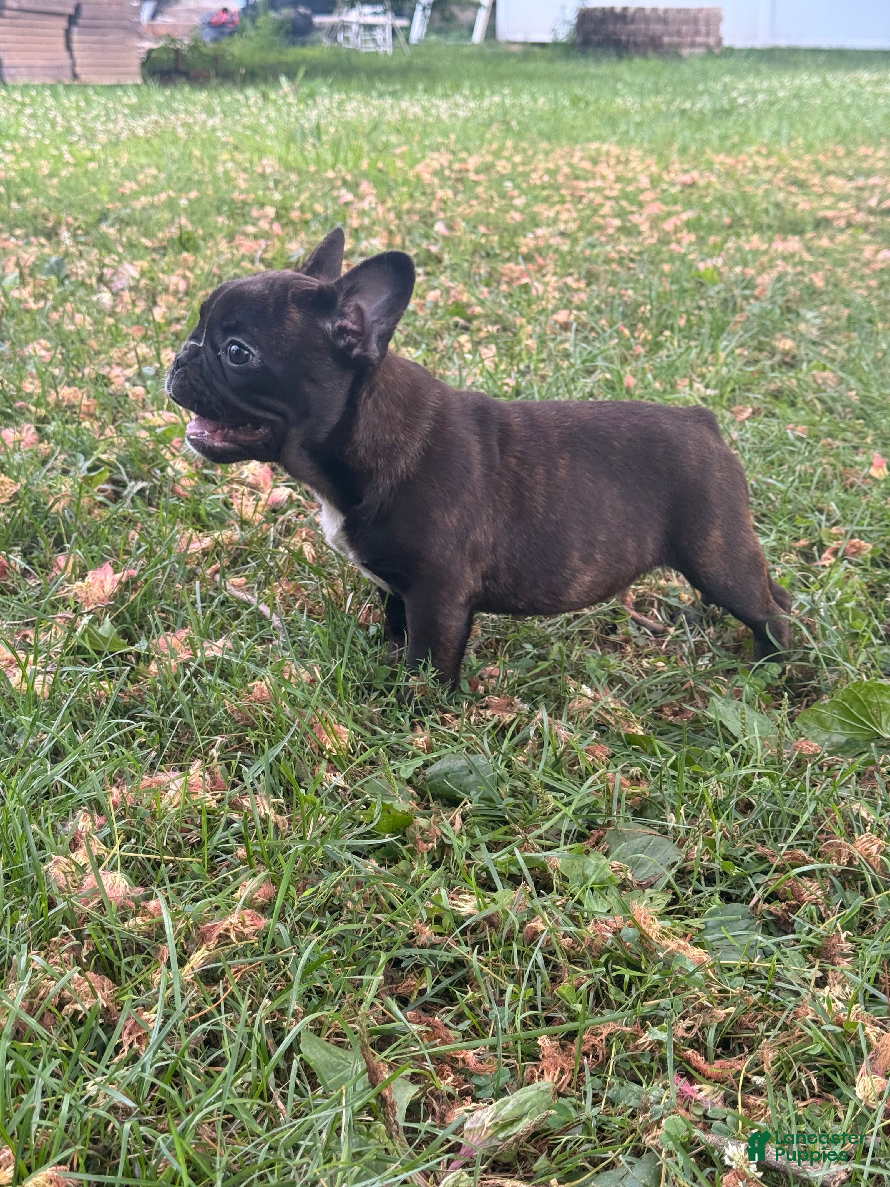 French Bulldog dogs French Bulldog  - Ad 2