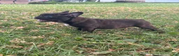 French Bulldog dogs for sale: French Bulldog  - Ad 2