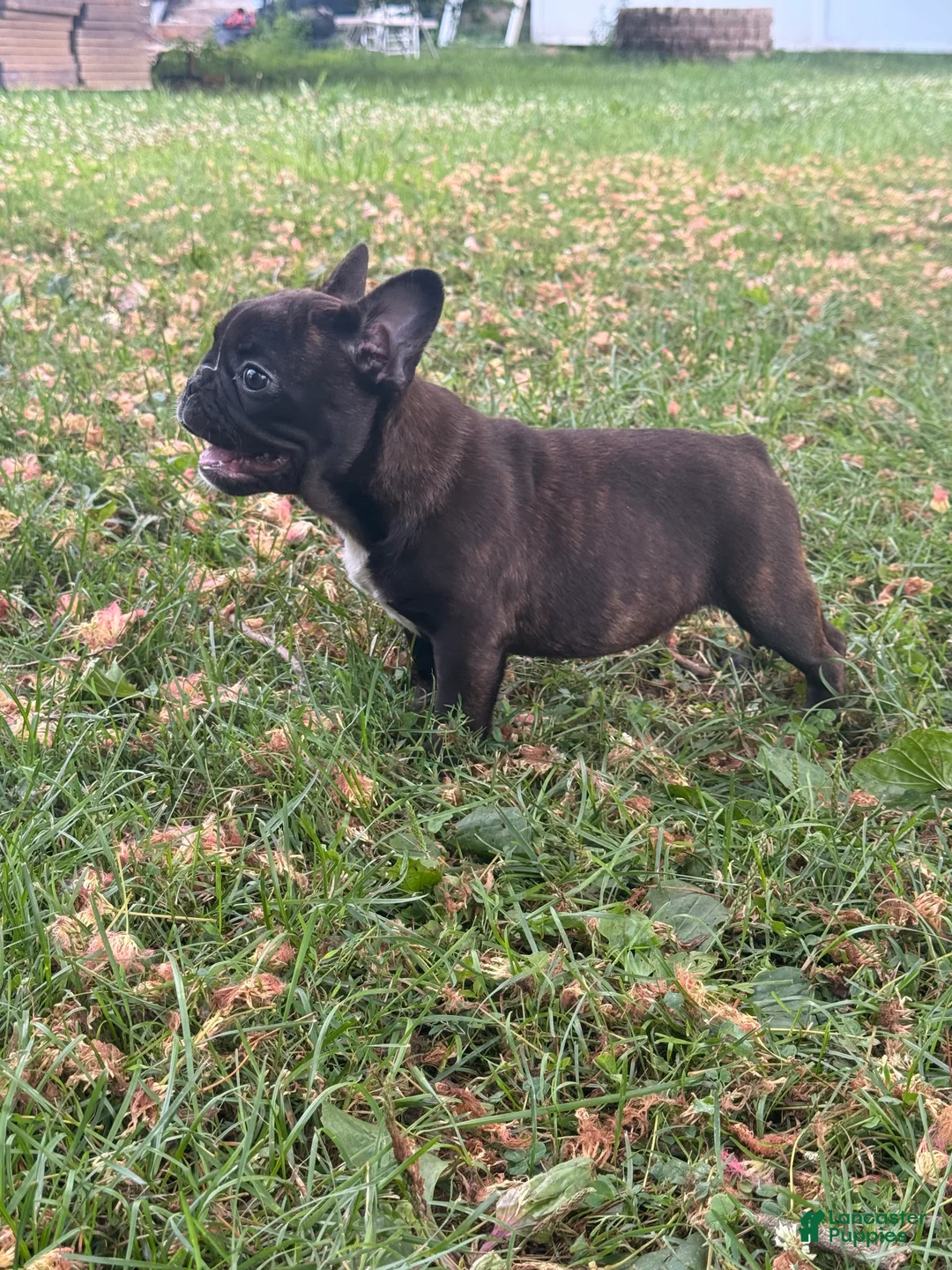 French Bulldog dogs for sale: French Bulldog  - Ad 2