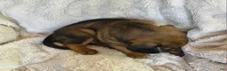 Puggle dogs for sale: Sable - Ad 5