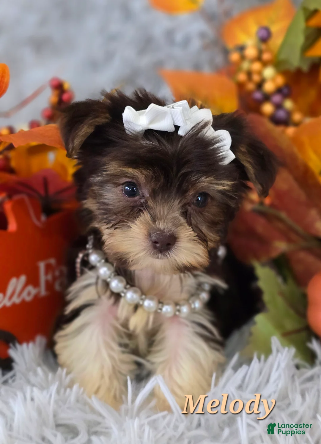 Yorkshire Terrier dogs for sale: Melody - Ad 1