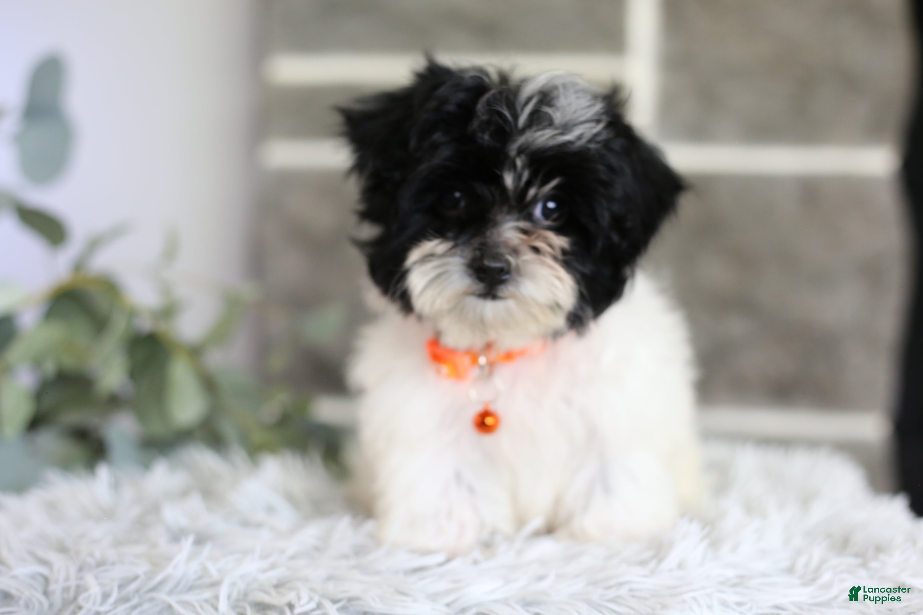Maltipoo dogs Tiny - Ad 2