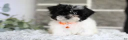 Maltipoo dogs for sale: Tiny - Ad 2