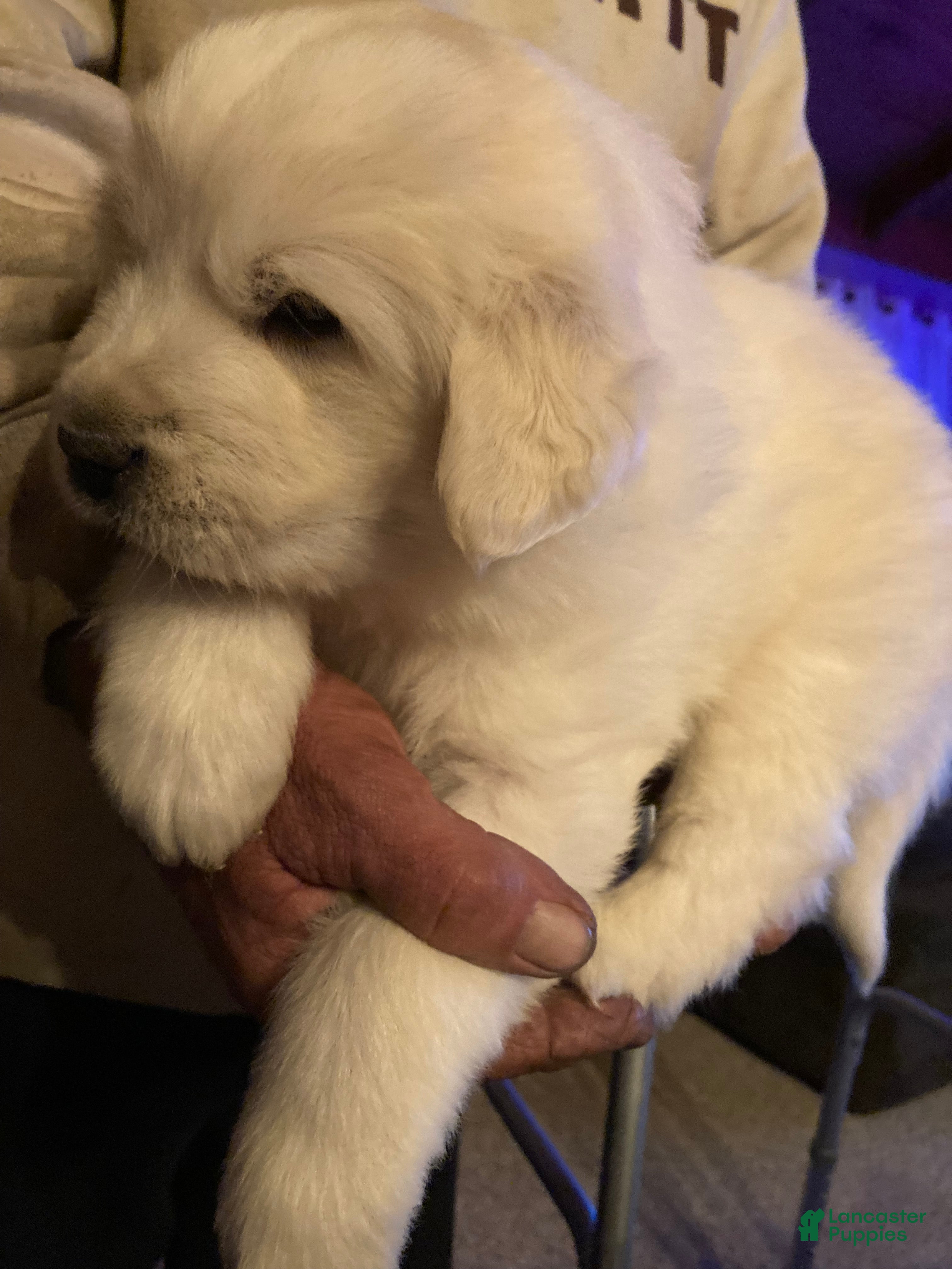 Great Pyrenees dogs Great Pyrenees Female Puppy - Pink - Ad 27
