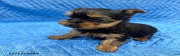 Yorkshire Terrier dogs for sale: Jesse - Ad 2