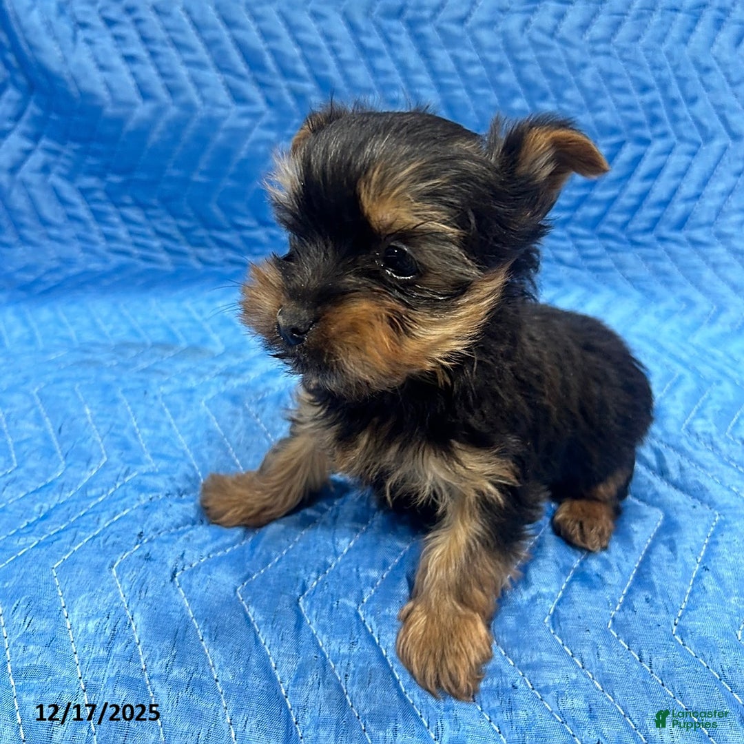 Yorkshire Terrier dogs for sale: Jesse - Ad 2