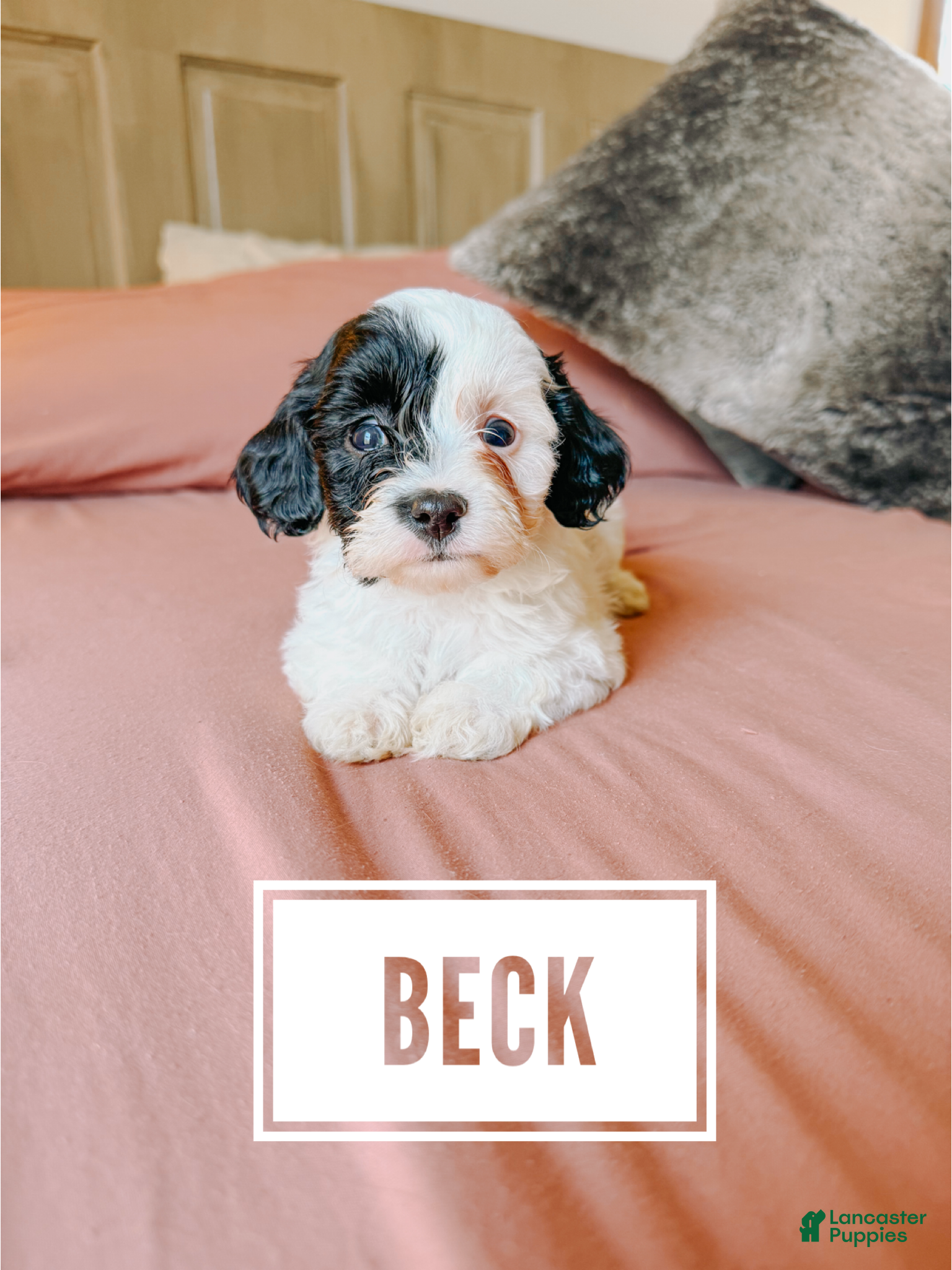 Cavapoo dogs Beck - Ad 32