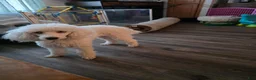 Miniature Poodle dogs for sale: Miniature Poodle 2 - Ad 2