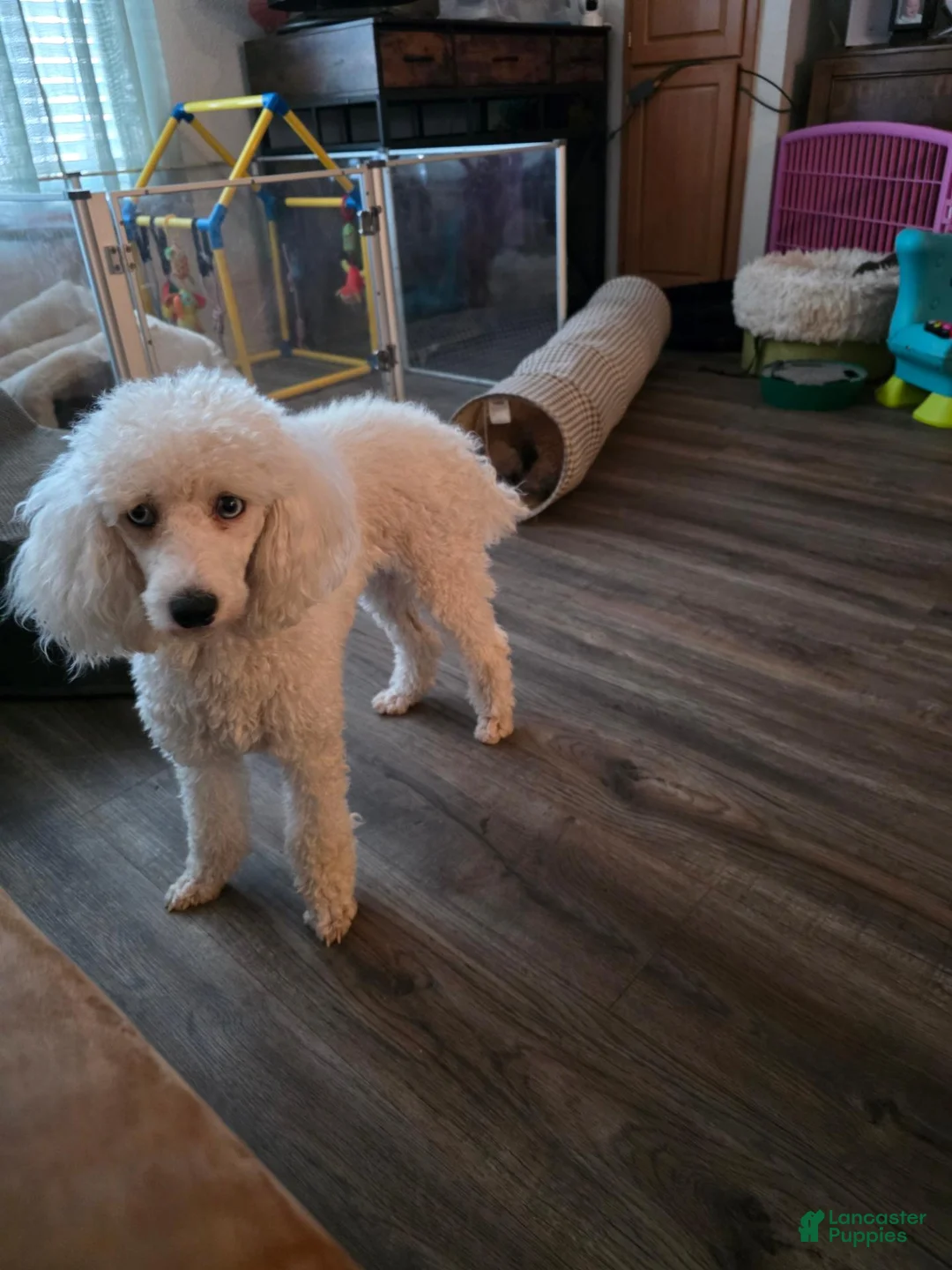 Miniature Poodle dogs for sale: Miniature Poodle 2 - Ad 2