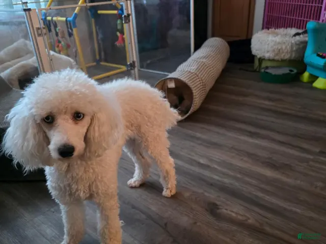 Miniature Poodle dogs for sale: Miniature Poodle 2 - Ad 2