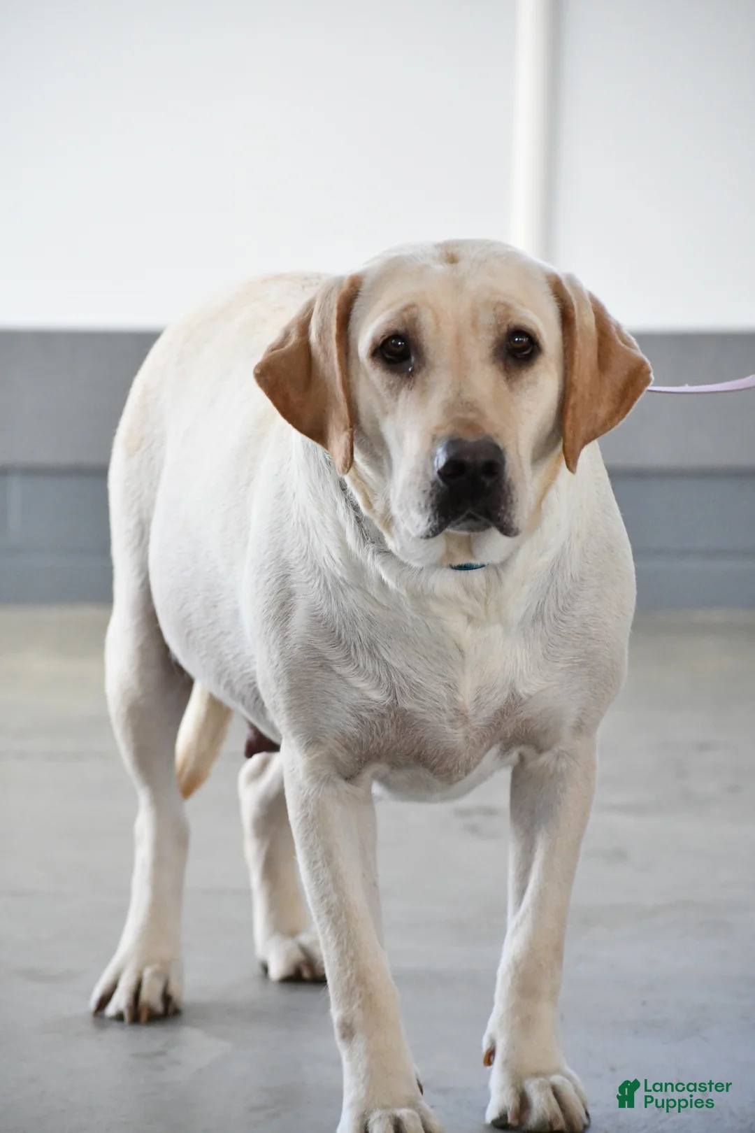 Labrador Retriever dogs for sale: Rocco - Ad 8