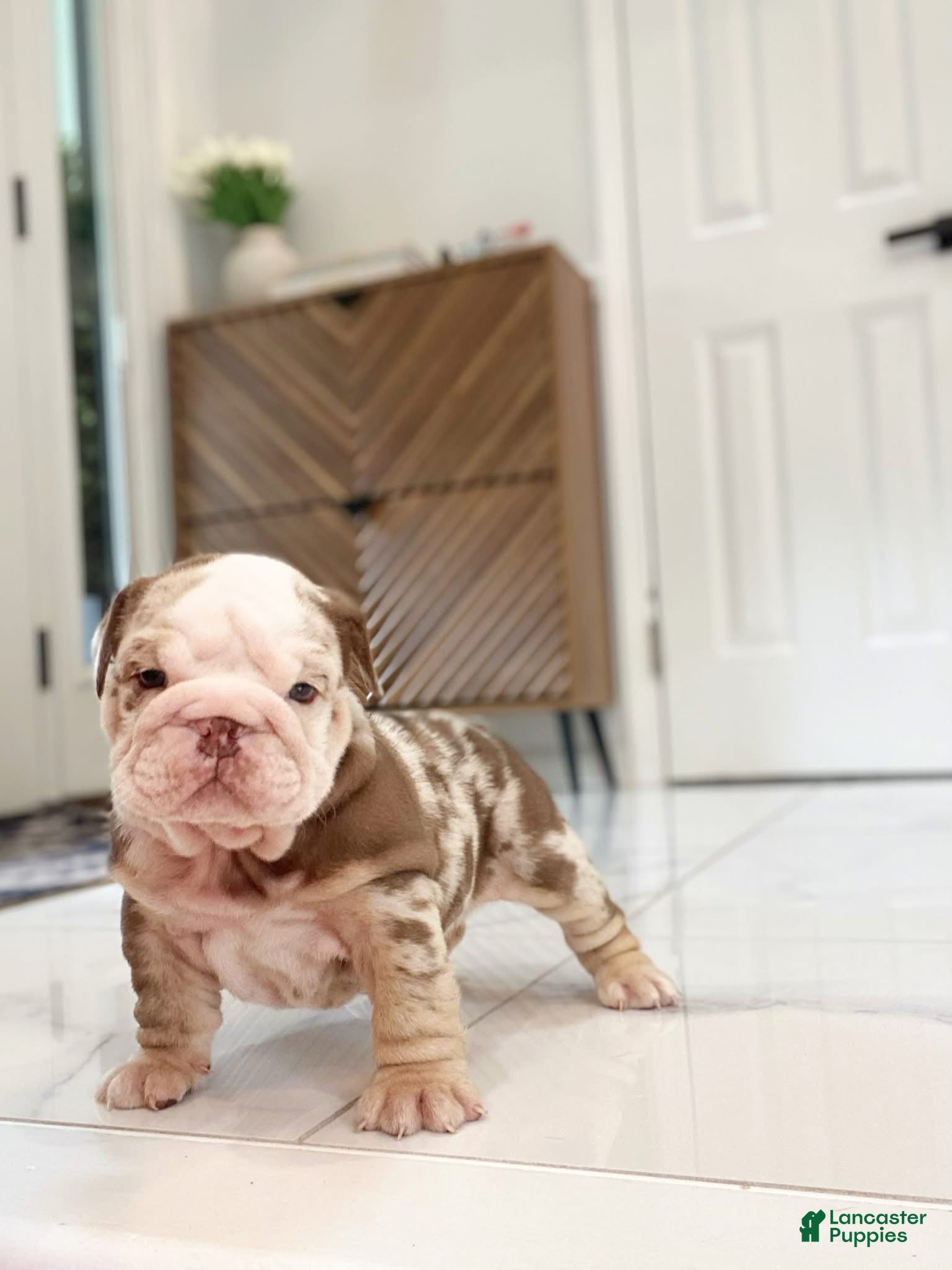 English Bulldog dogs David - Ad 14