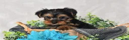 Yorkshire Terrier dogs for sale: Bailey - Ad 3