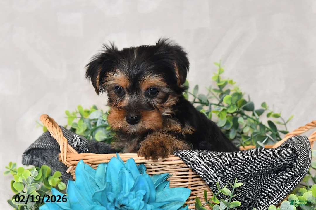 Yorkshire Terrier dogs for sale: Bailey - Ad 3