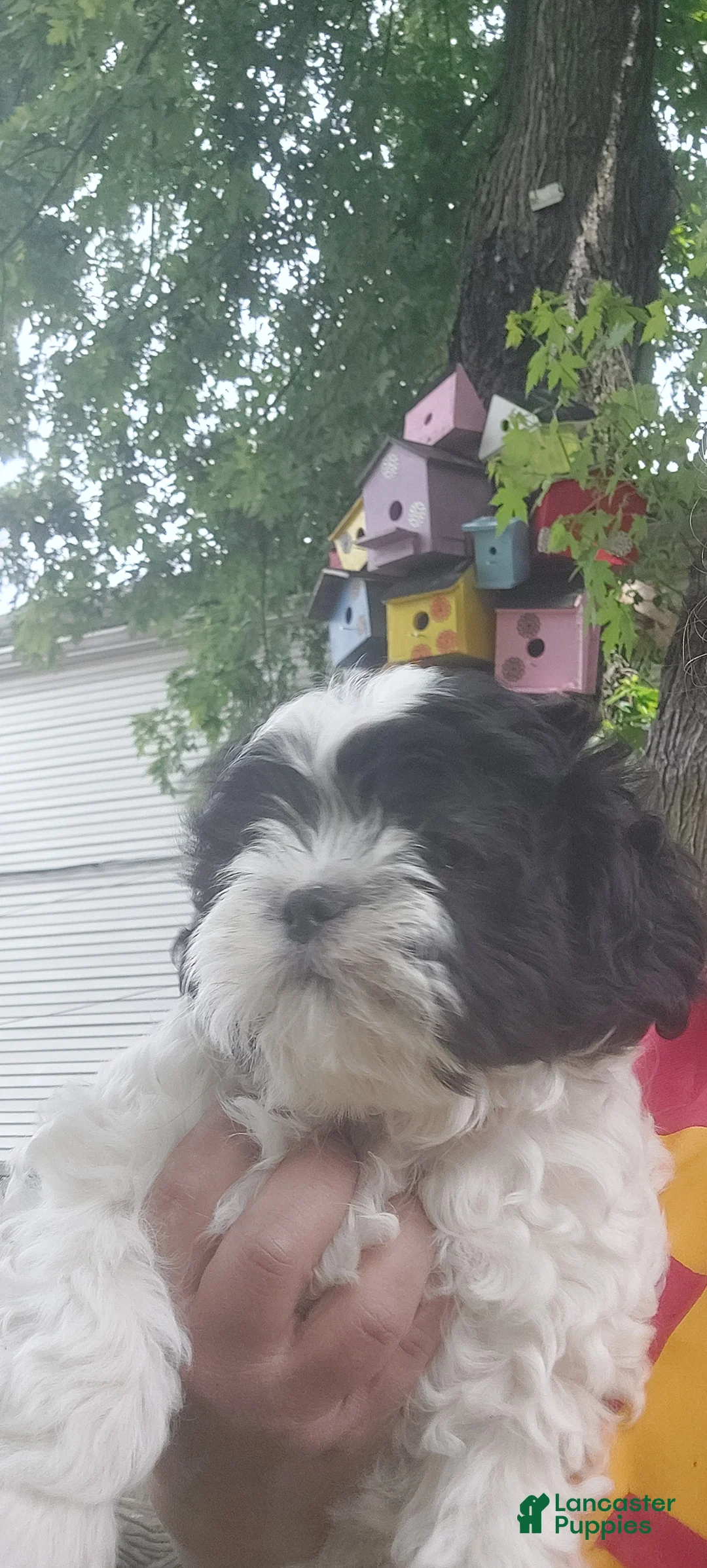 Shih Tzu dogs for sale: Shih Tzu Puppy 3 - Ad 2