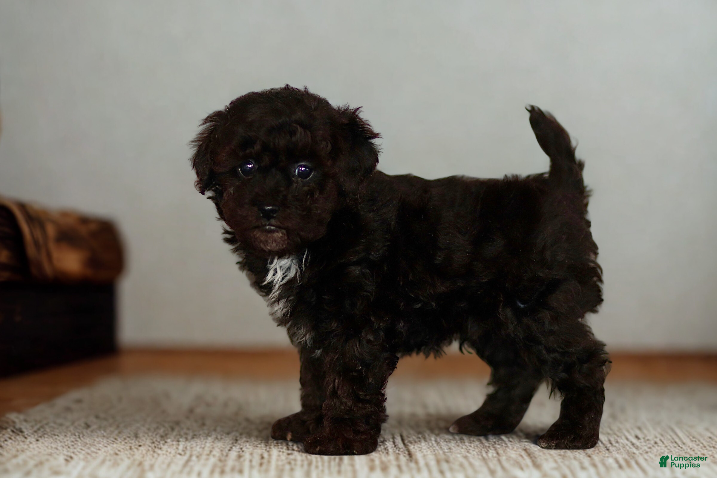 Miniature Poodle dogs Buddy - Ad 2