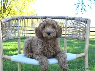 Mini Goldendoodle dogs - Ad 32