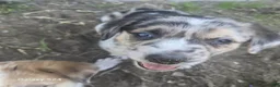 Mixed Breed dogs for sale: Mixed Breed 4 - Ad 1