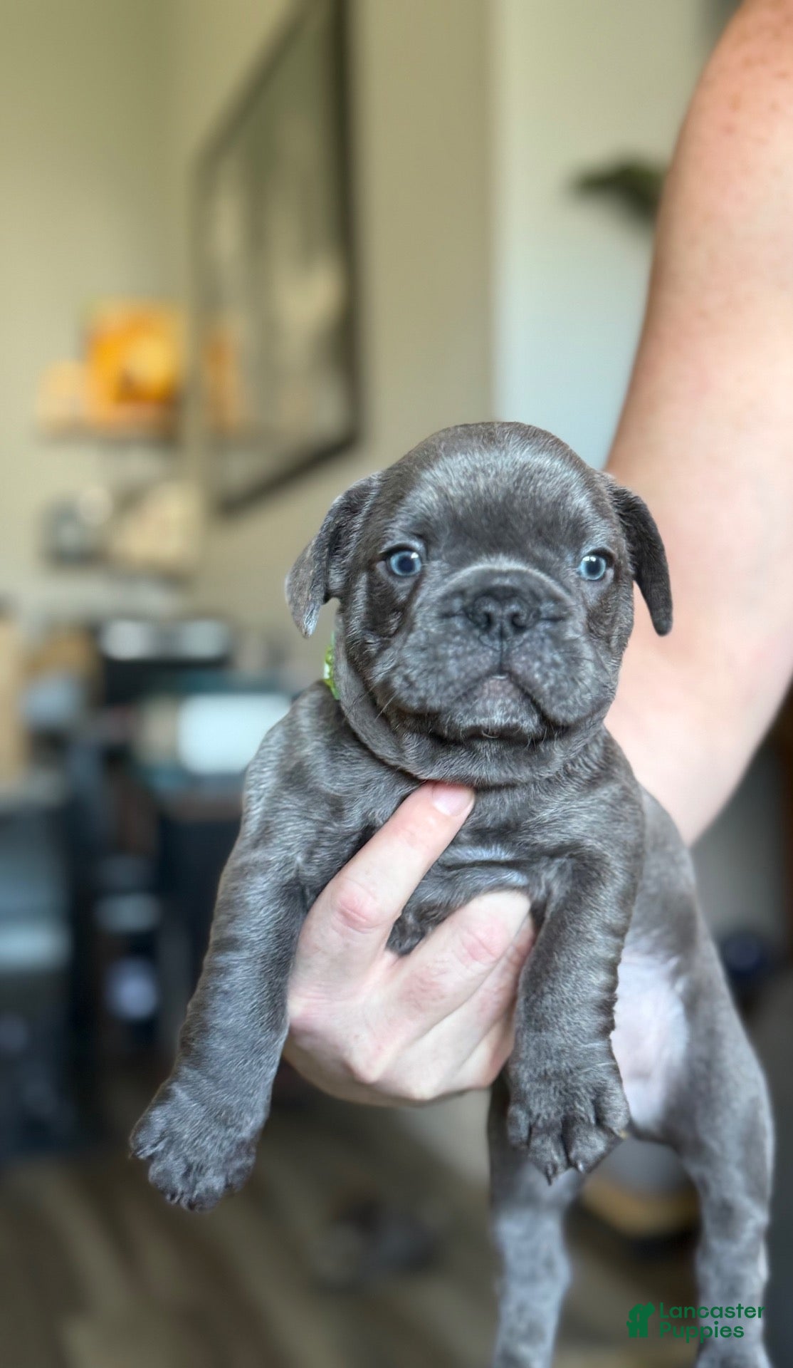 French Bulldog dogs French Bulldog 3 - Ad 28