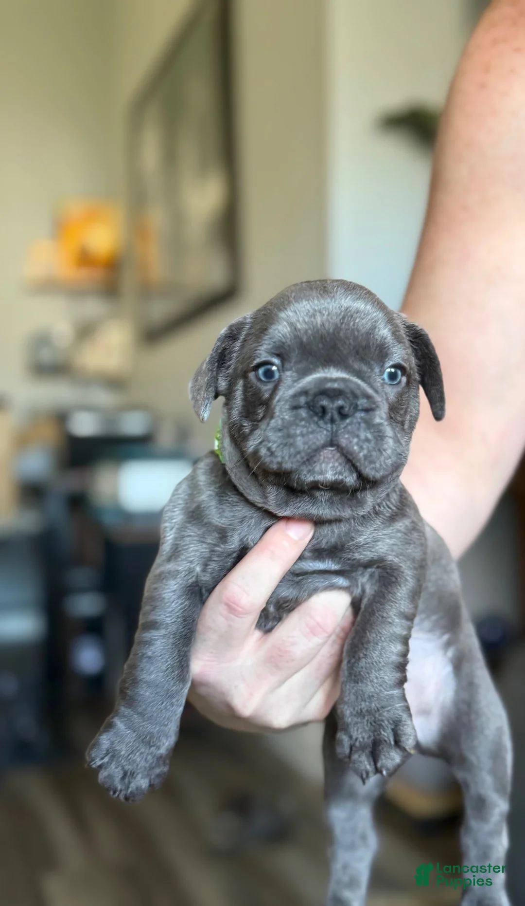 French Bulldog dogs for sale: French Bulldog 3 - Ad 1