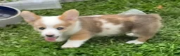 Welsh Corgi Pembroke dogs for sale: Beautiful Bentley  - Ad 8