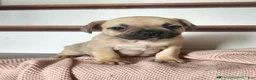 French Bulldog dogs for sale: Dallas - Ad 3