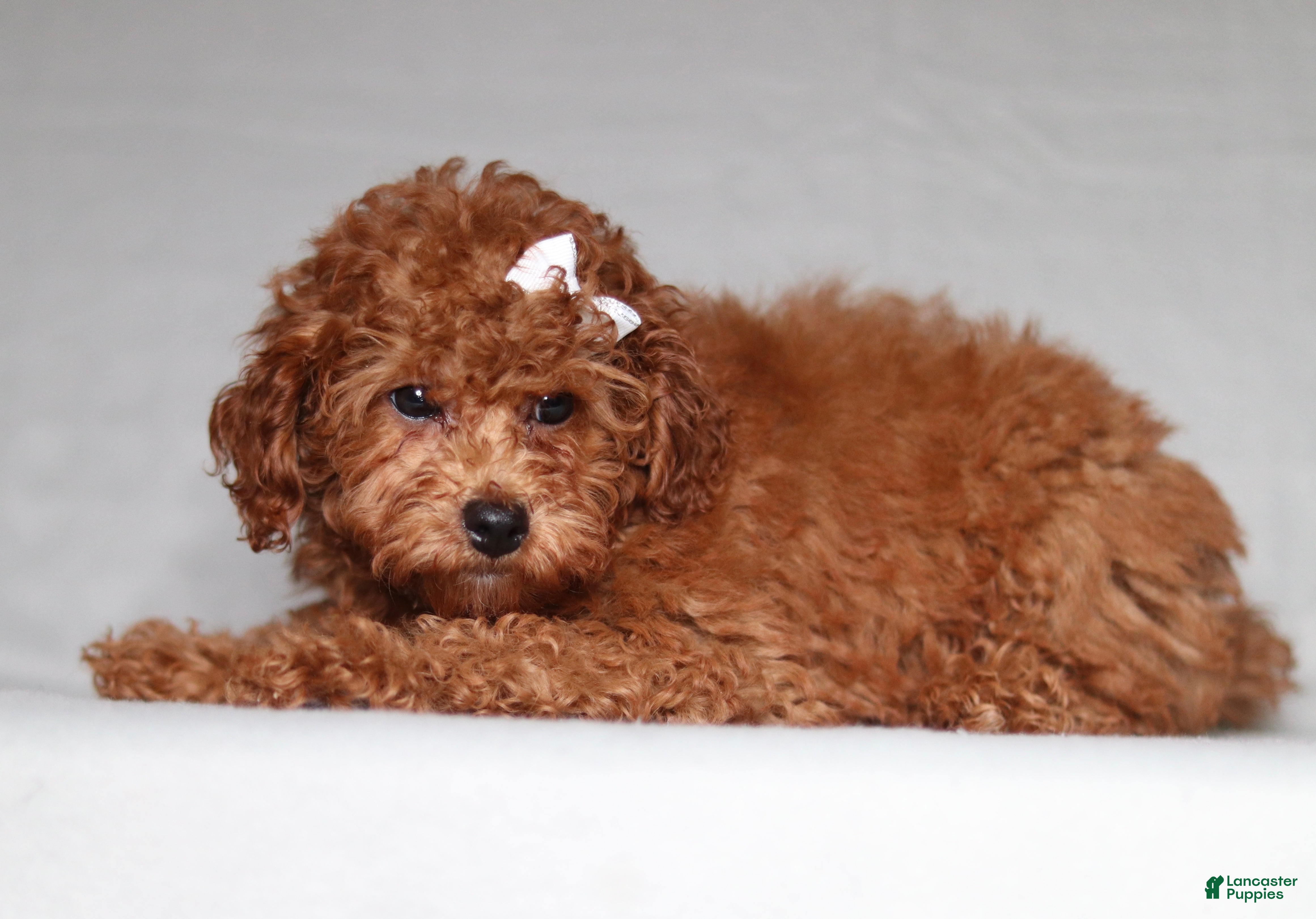 Miniature Poodle dogs Ruby - Ad 2