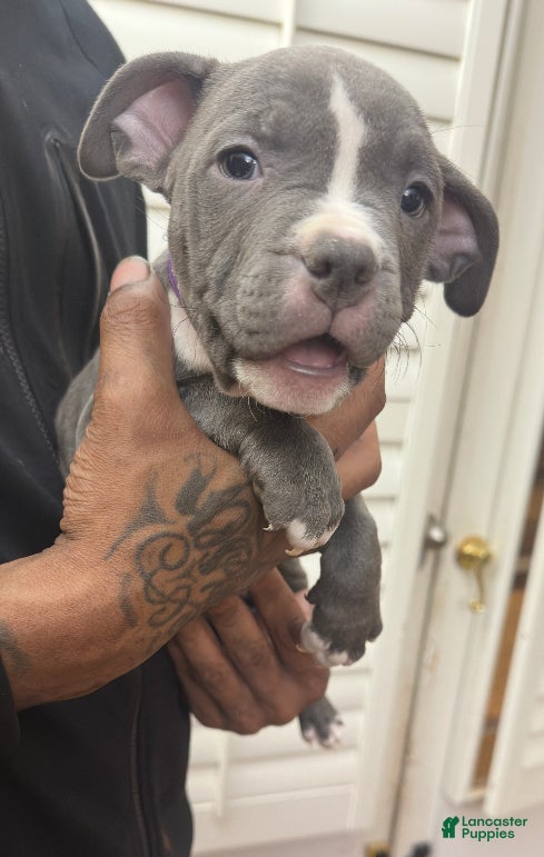 American Bully dogs Sadie (Purple) ABKC Blue - Ad 15