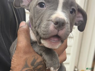 American Bully dogs Sadie (Purple) ABKC Blue - Ad 31