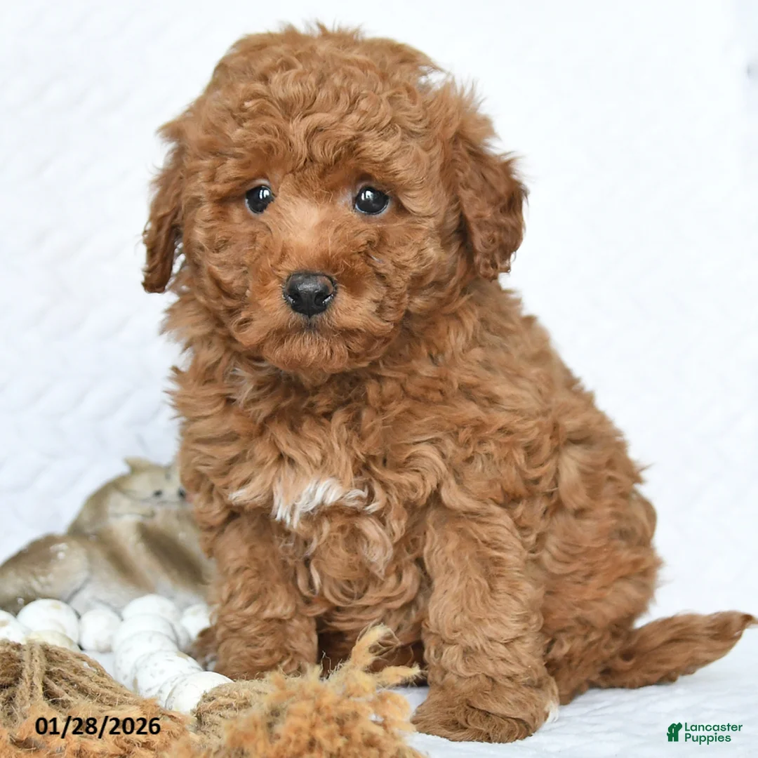 Miniature Poodle dogs for sale: Koda - Ad 5