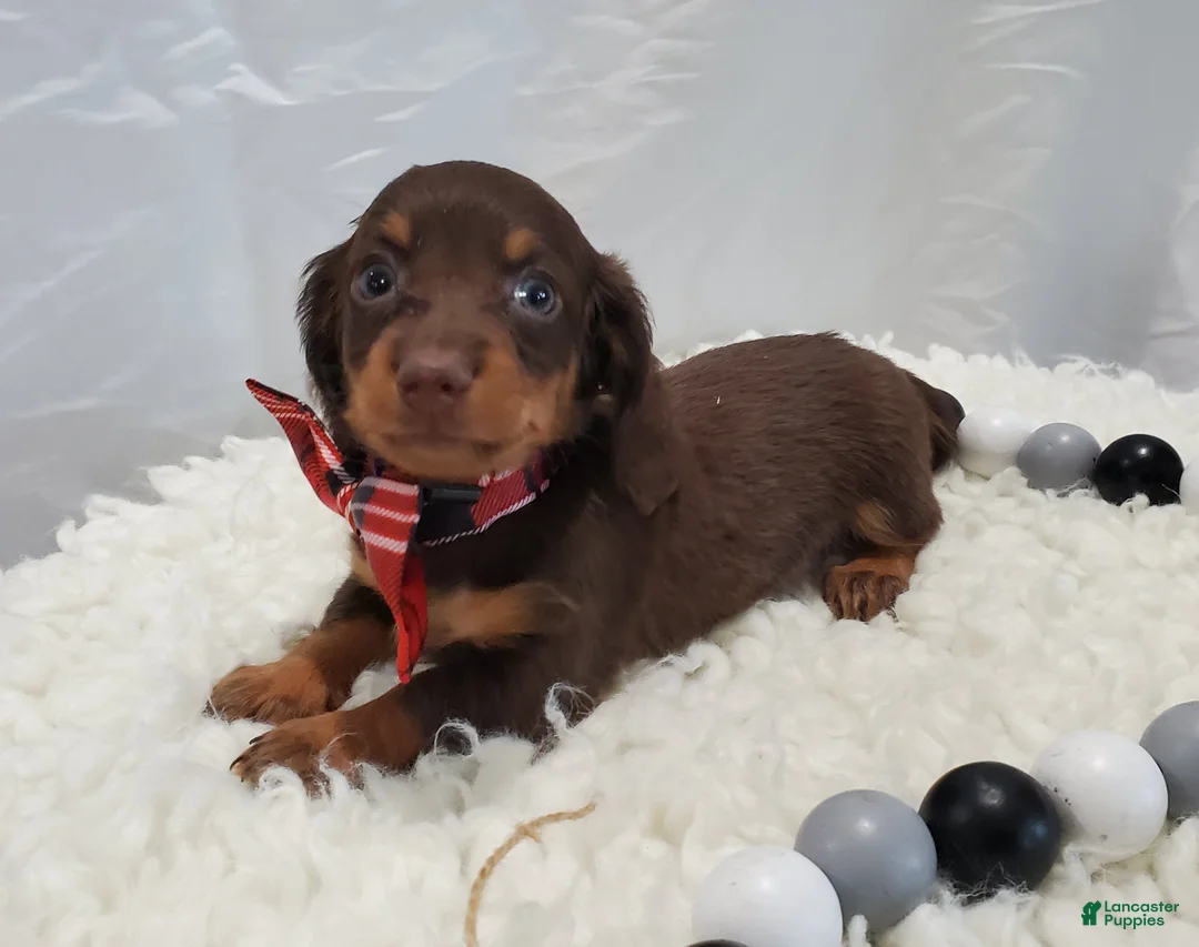 Miniature Dachshund dogs for sale: Albert - Ad 5