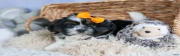 Shih Tzu dogs for sale: HARLEY - Ad 17