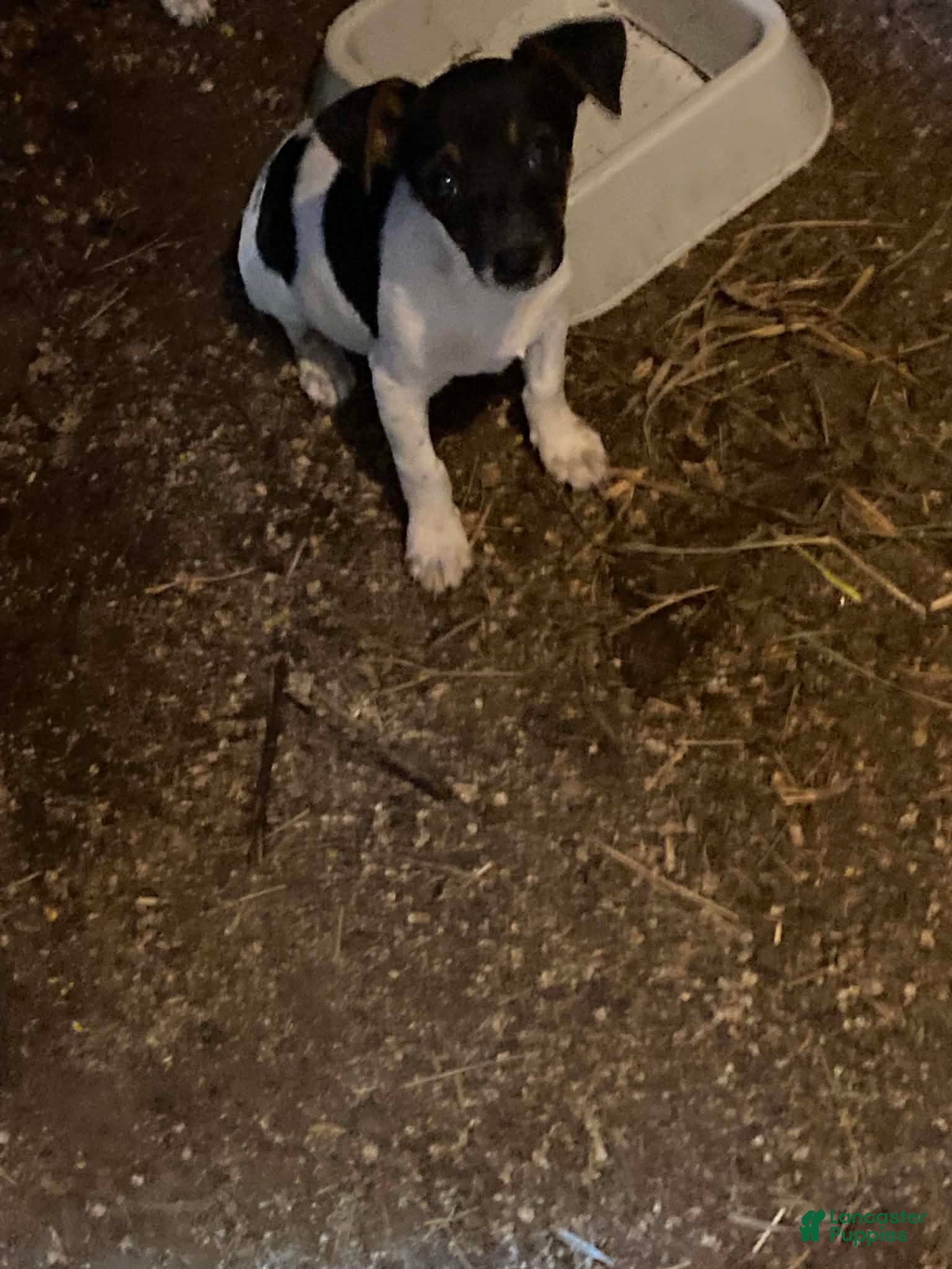 Rat Terrier dogs Rat Terrier 1 - Ad 15