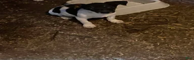 Rat Terrier 1