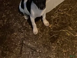 Rat Terrier dogs Rat Terrier 1 - Ad 15