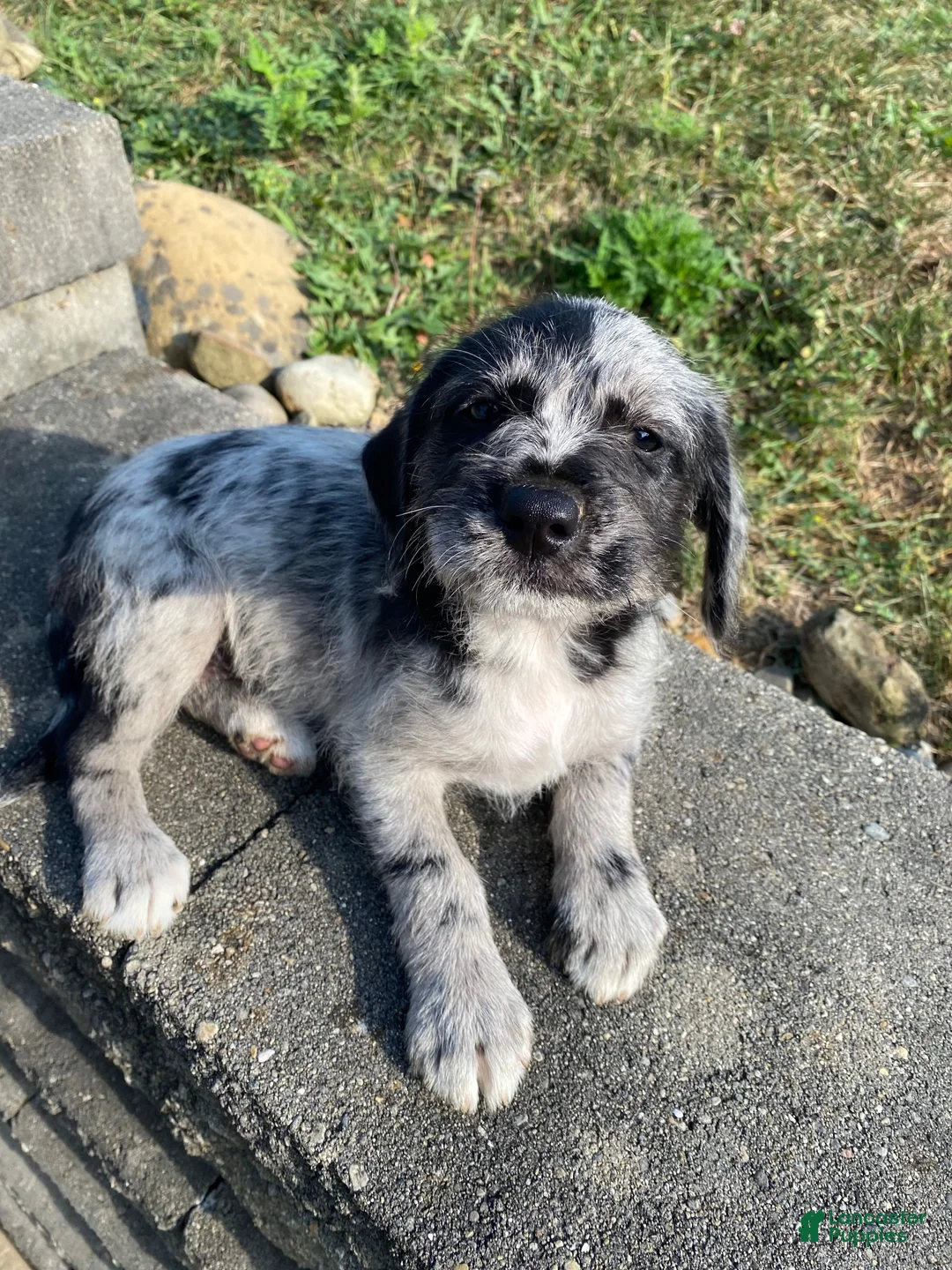 Mixed Breed dogs for sale: Josie - Ad 2