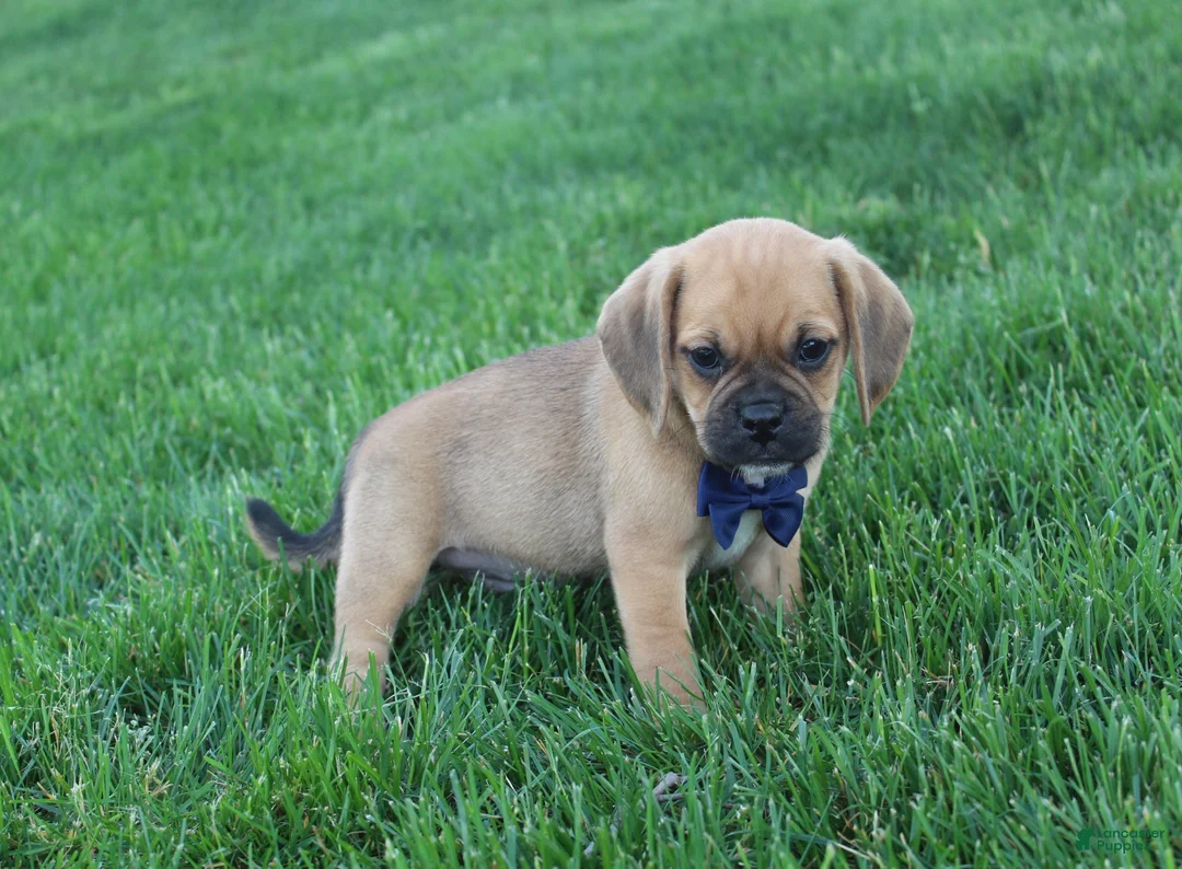 Puggle dogs for sale: Rufus - Ad 2