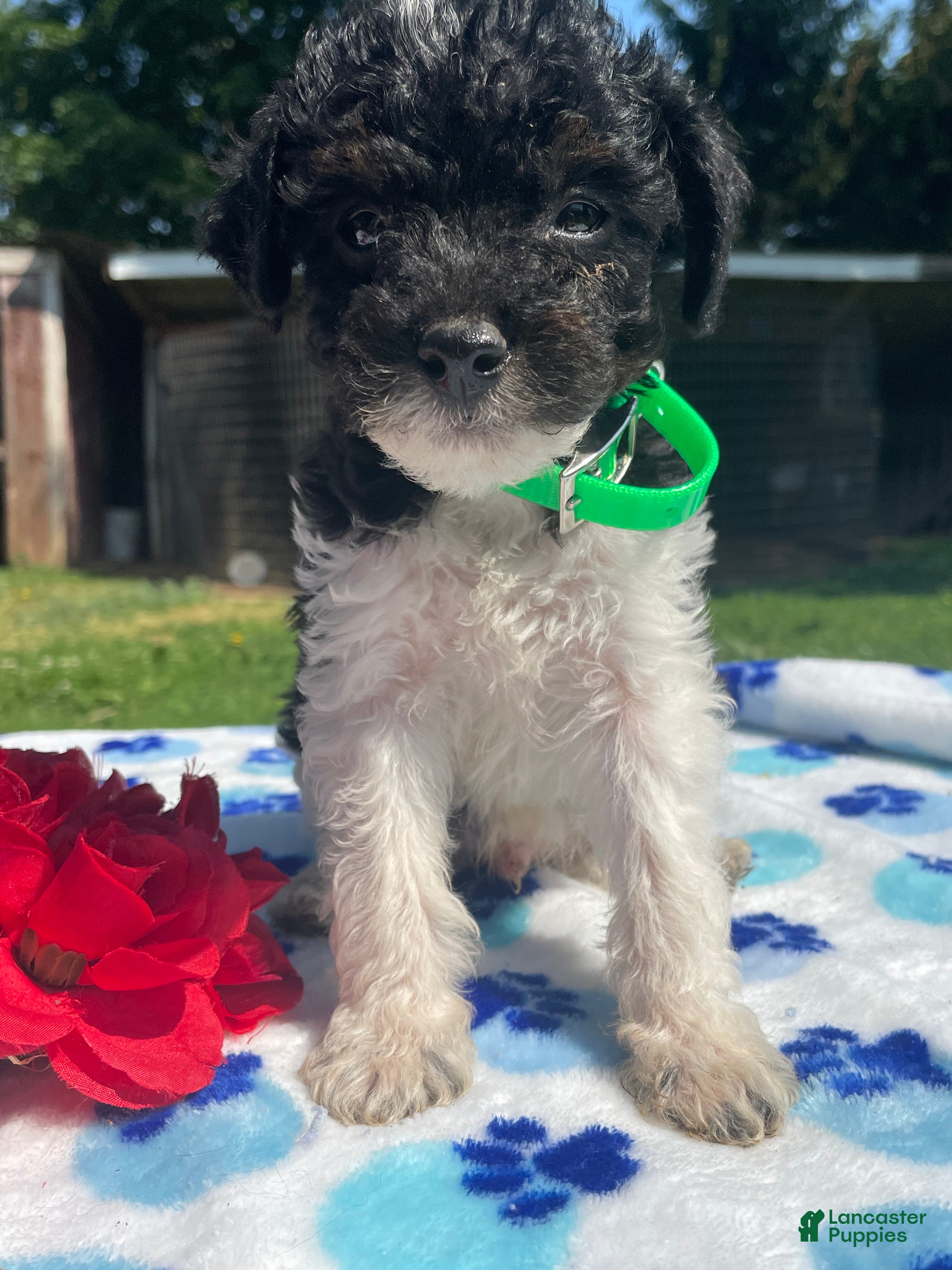 Mixed Breed dogs Neville - Ad 26