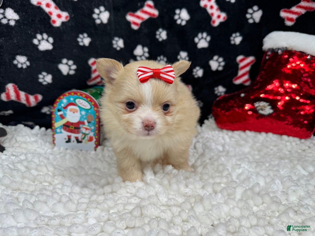 Pomeranian dogs for sale: Pomeranian Puppy 5 - Ad 2