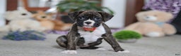 Boxer dogs for sale: Abby - Ad 1