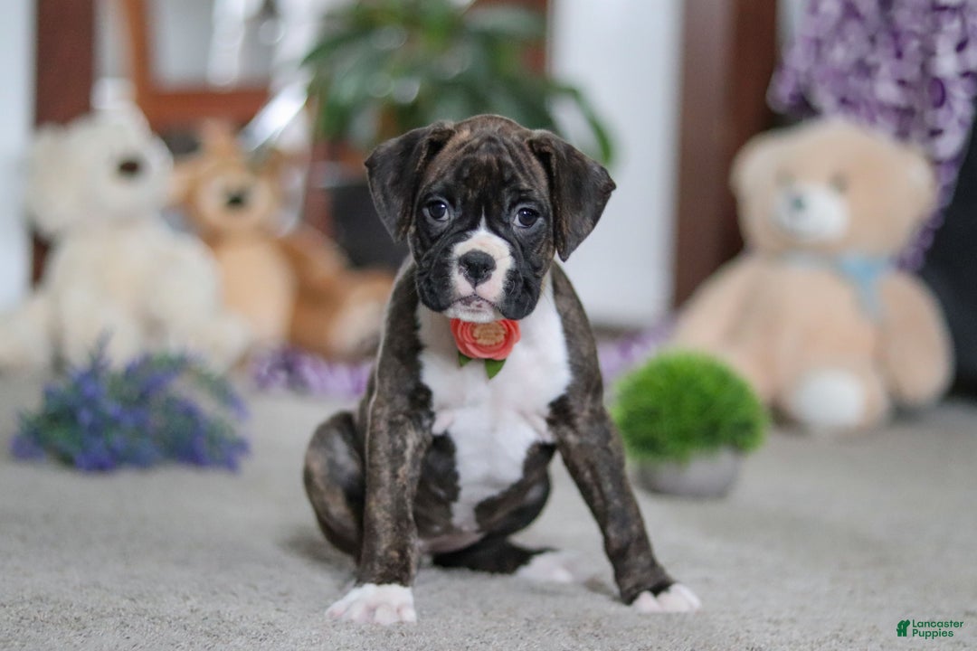 Boxer dogs for sale: Abby - Ad 1