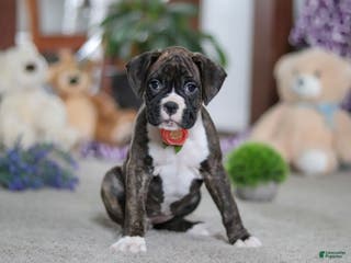 Boxer dogs Abby - Ad 39