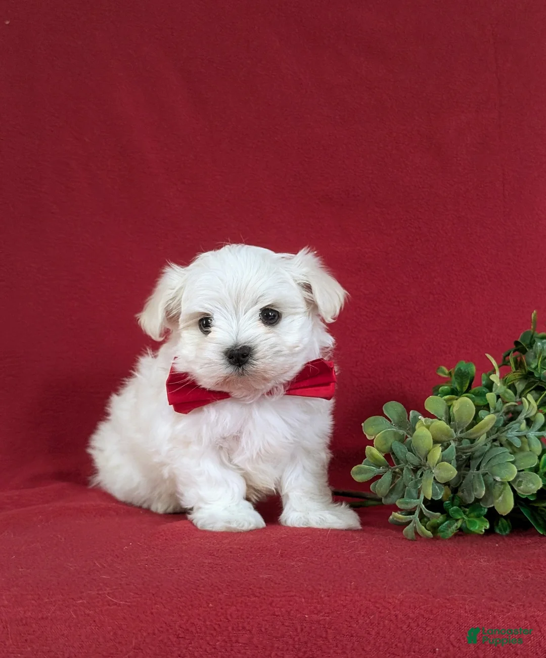 Maltese dogs for sale: Eghan 6 lbs Full Grown - Ad 3