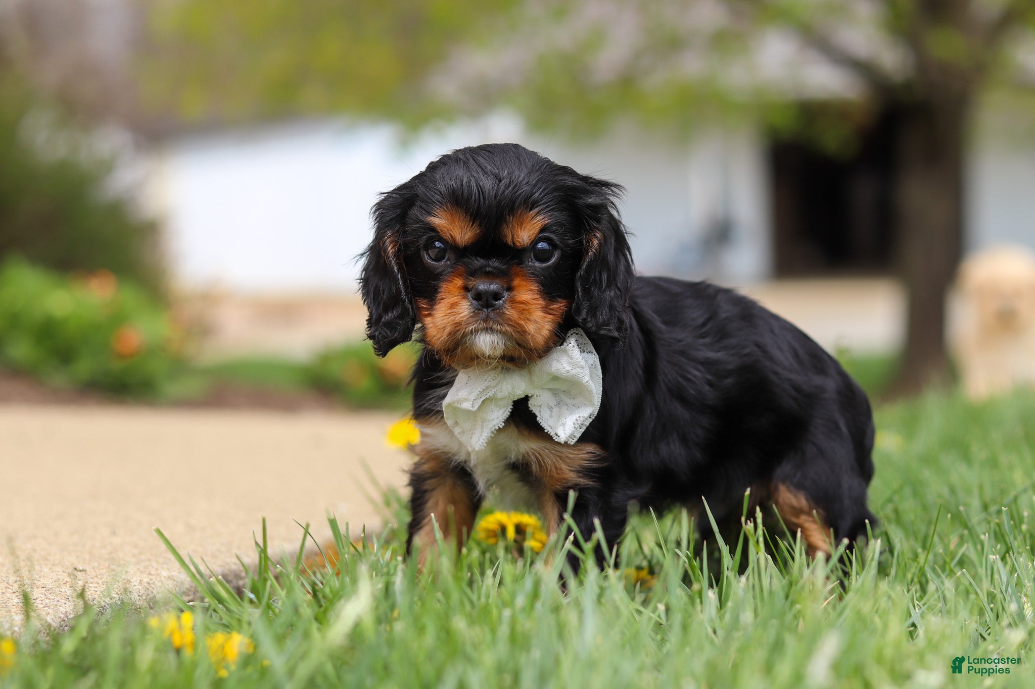 Cavalier King Charles Spaniel dogs Bentley - Ad 2