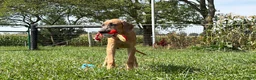 Great Dane dogs for sale: Patience Great Dane  - Ad 9