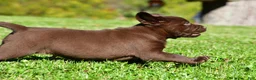 Labrador Retriever dogs for sale: Chico - Ad 10