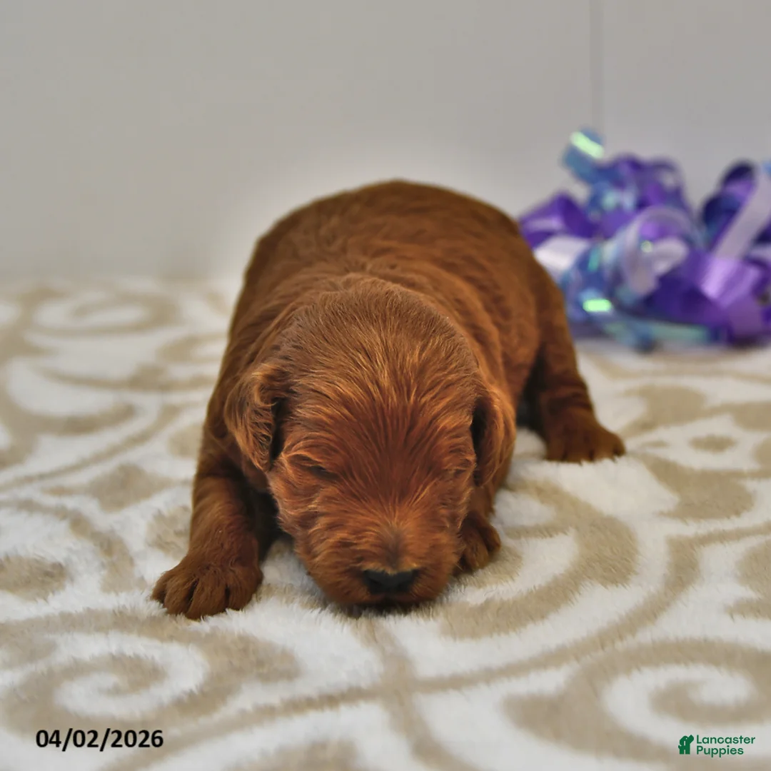 Mini Goldendoodle dogs for sale: Sawyer - Ad 1